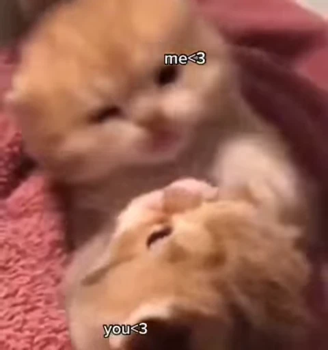 💋 Стикер «kitty cats set 2» для Telegram