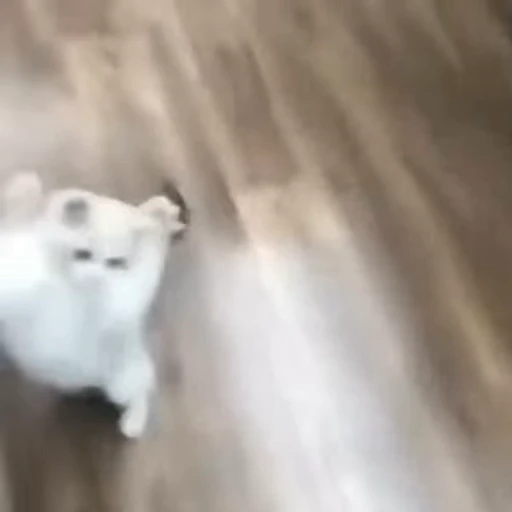 👊 Стикер «kitty cats set 2» для Telegram