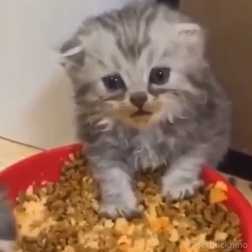 🍽 Стикер «kitty cats set 2» для Telegram