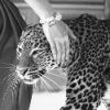 🐆 Эмодзи «lux» для Telegram