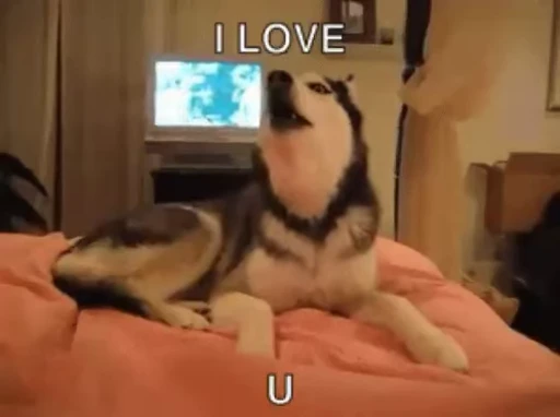 😍 Стикер «Luxa&;s videos» для Telegram