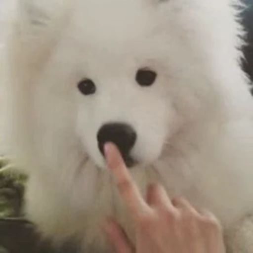 👃 Стикер «Luxa&;s videos» для Telegram