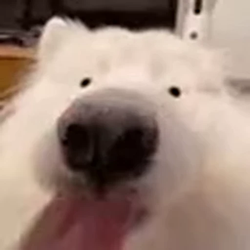 👅 Стикер «Luxa&;s videos» для Telegram