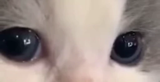 👁 Стикер «Luxa&;s videos» для Telegram