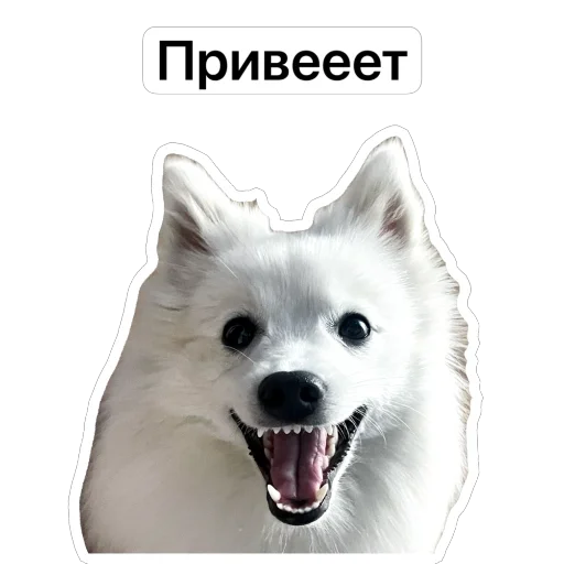 👋 Стикер «Nixie the Spitz» для Telegram