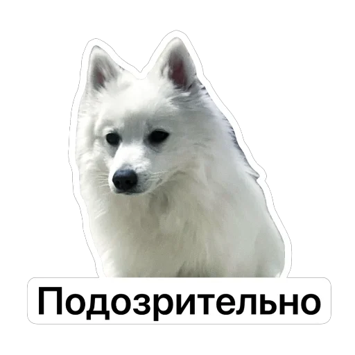 🤨 Стикер «Nixie the Spitz» для Telegram
