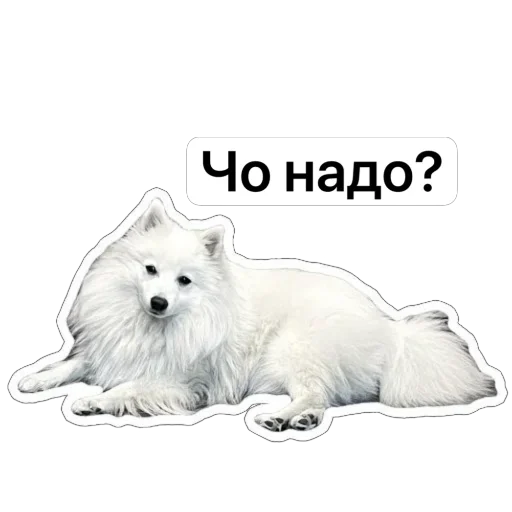 🤨 Стикер «Nixie the Spitz» для Telegram