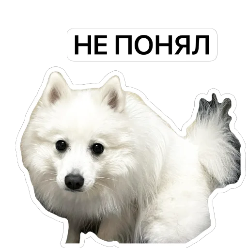 😳 Стикер «Nixie the Spitz» для Telegram