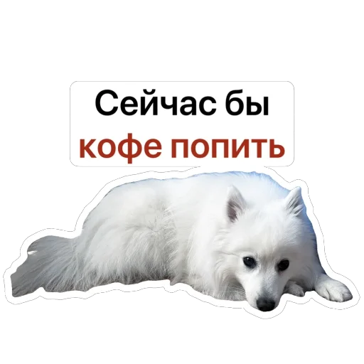 ☕️ Стикер «Nixie the Spitz» для Telegram