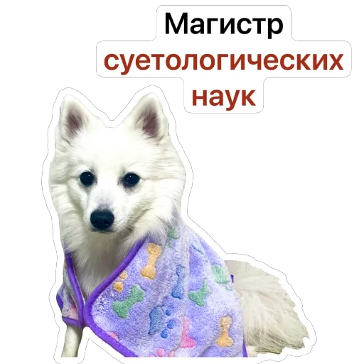 😓 Стикер «Nixie the Spitz» для Telegram