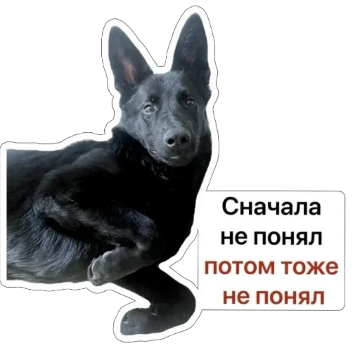🤯 Стикер «Nixie the Spitz» для Telegram