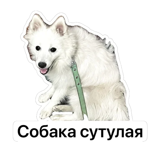 🐕 Стикер «Nixie the Spitz» для Telegram