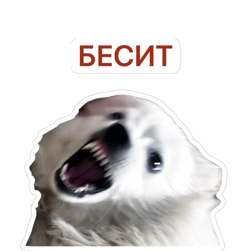 😡 Стикер «Nixie the Spitz» для Telegram