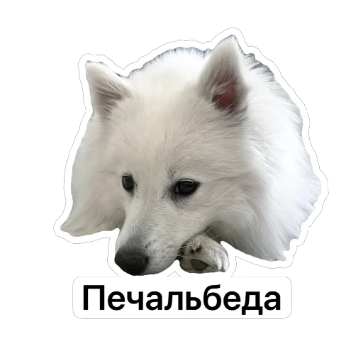 😢 Стикер «Nixie the Spitz» для Telegram