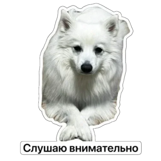 👂 Стикер «Nixie the Spitz» для Telegram
