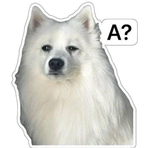🤨 Стикер «Nixie the Spitz» для Telegram