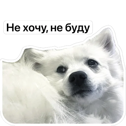 👎 Стикер «Nixie the Spitz» для Telegram