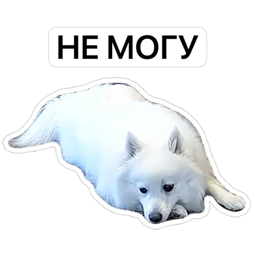 😩 Стикер «Nixie the Spitz» для Telegram