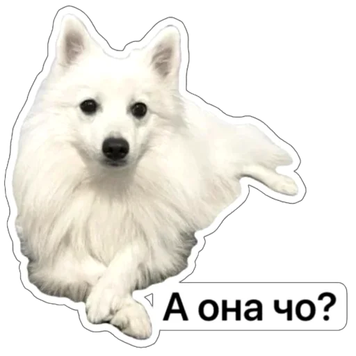 😮 Стикер «Nixie the Spitz» для Telegram