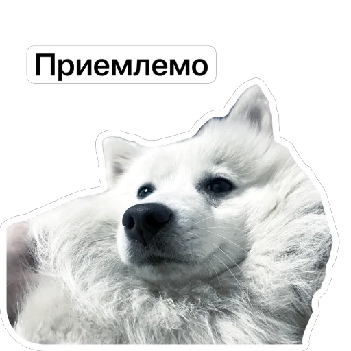 👍 Стикер «Nixie the Spitz» для Telegram