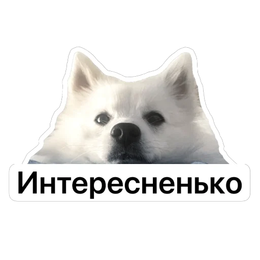 🤔 Стикер «Nixie the Spitz» для Telegram