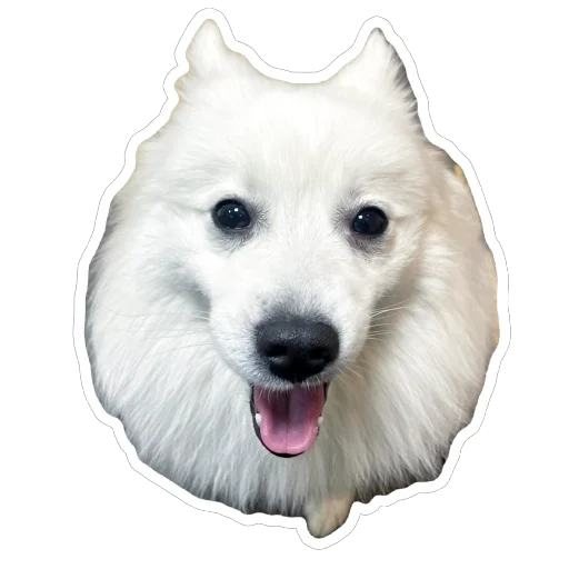 🐶 Стикер «Nixie the Spitz» для Telegram