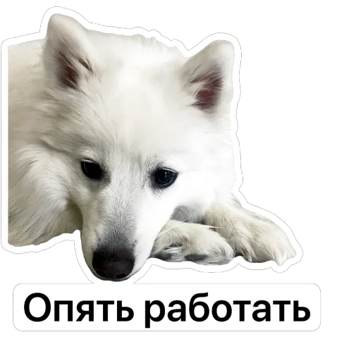 👨‍💼 Стикер «Nixie the Spitz» для Telegram
