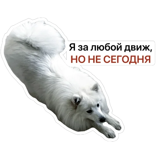 🥱 Стикер «Nixie the Spitz» для Telegram