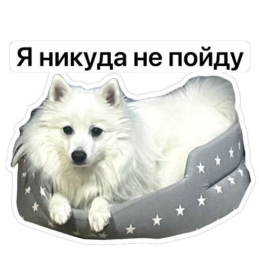 🏠 Стикер «Nixie the Spitz» для Telegram