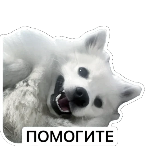🆘 Стикер «Nixie the Spitz» для Telegram