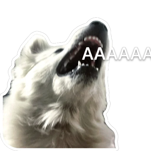 😱 Стикер «Nixie the Spitz» для Telegram