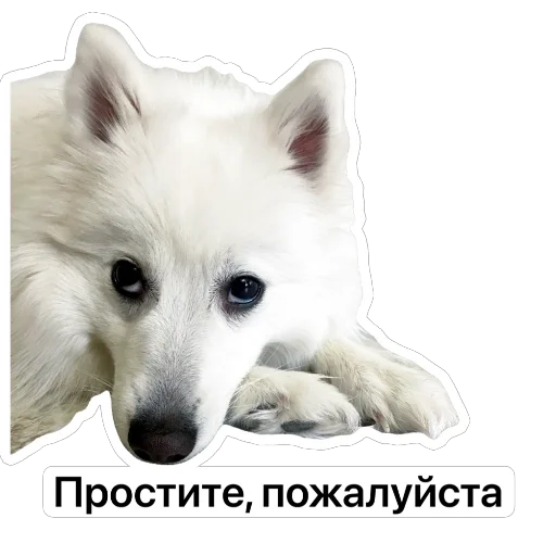 🙏 Стикер «Nixie the Spitz» для Telegram