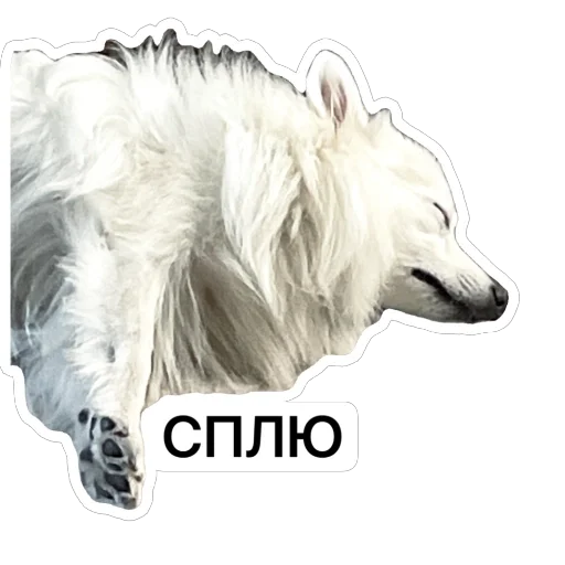 😴 Стикер «Nixie the Spitz» для Telegram
