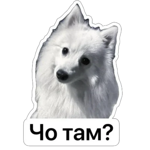❓ Стикер «Nixie the Spitz» для Telegram