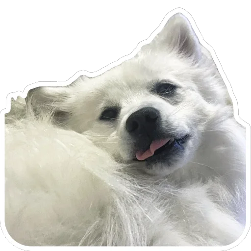 Стикерпак Nixie the Spitz для Telegram