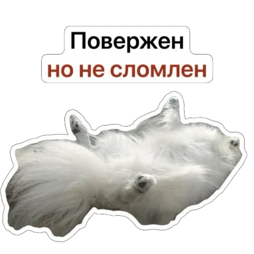 😩 Стикер «Nixie the Spitz» для Telegram
