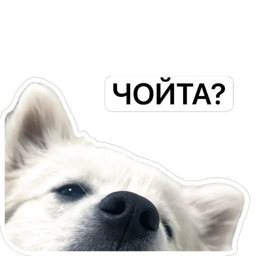 🤔 Стикер «Nixie the Spitz» для Telegram