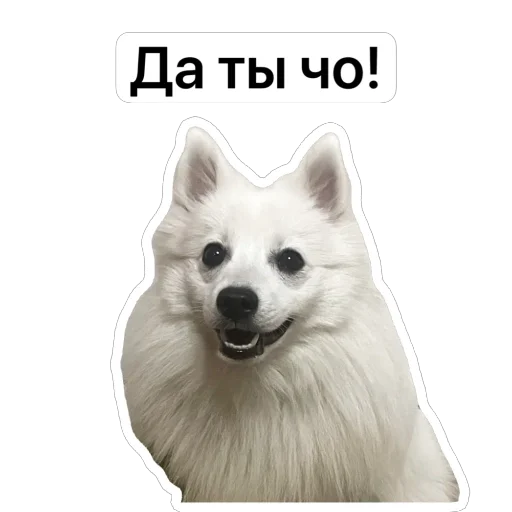 😳 Стикер «Nixie the Spitz» для Telegram