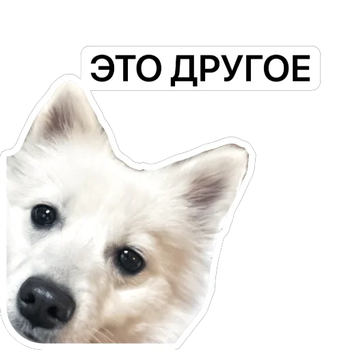☝️ Стикер «Nixie the Spitz» для Telegram