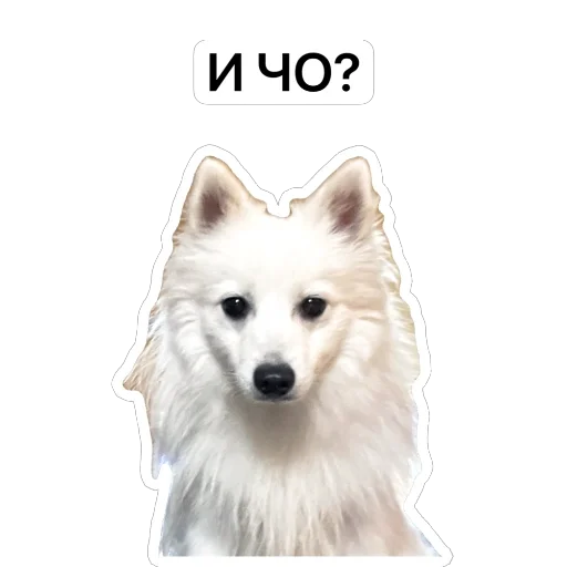 🤨 Стикер «Nixie the Spitz» для Telegram