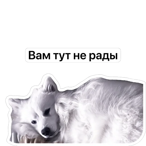 😠 Стикер «Nixie the Spitz» для Telegram