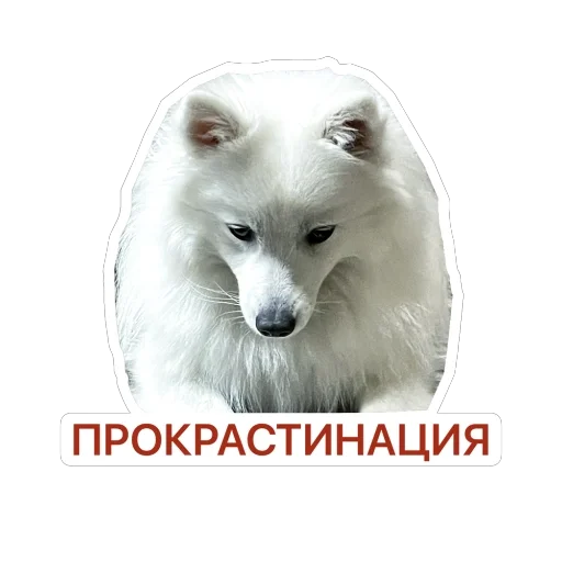 😪 Стикер «Nixie the Spitz» для Telegram