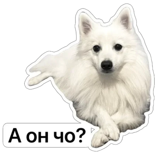 😮 Стикер «Nixie the Spitz» для Telegram
