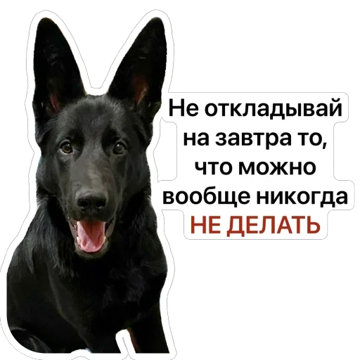 🤓 Стикер «Nixie the Spitz» для Telegram