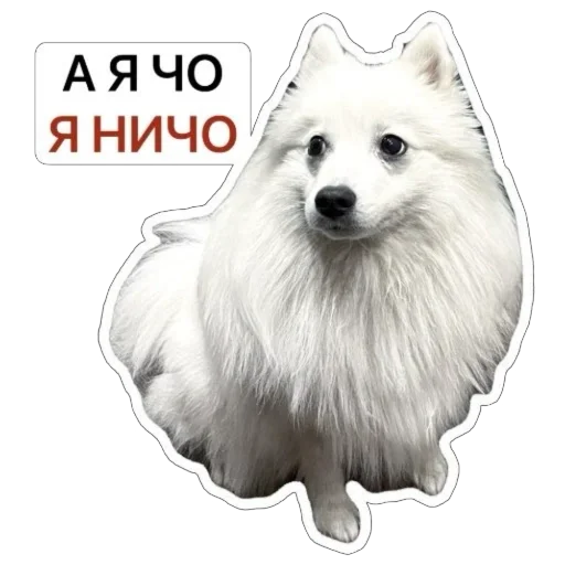 😅 Стикер «Nixie the Spitz» для Telegram