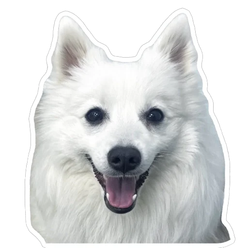 😀 Стикер «Nixie the Spitz» для Telegram