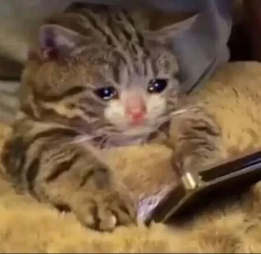 😢 Стикер «Michis cursed» для Telegram