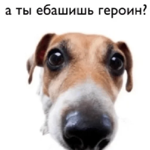 🧐 Стикер «×КринжСтикеры× 2» для Telegram