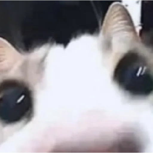 🐱 Стикер «×КринжСтикеры× 2» для Telegram
