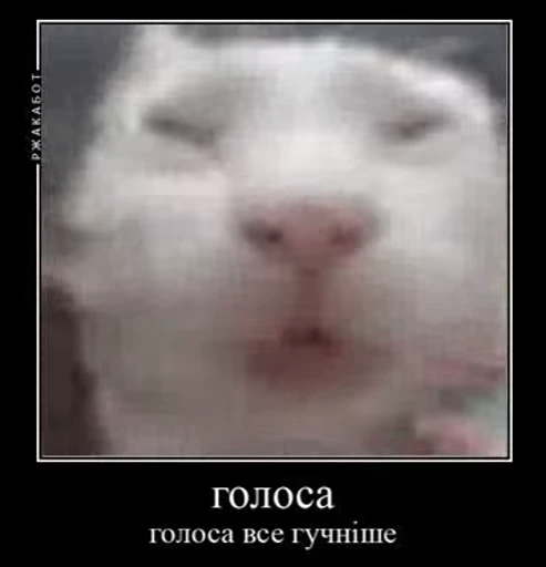 🐈 Стикер «Mad Cat Video» для Telegram